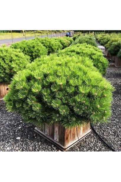 Pinus densiflora Low Glow у ландшафтному дизайні